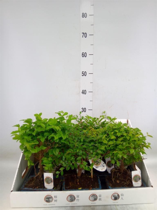 <h4>Bonsai   ...mix</h4>