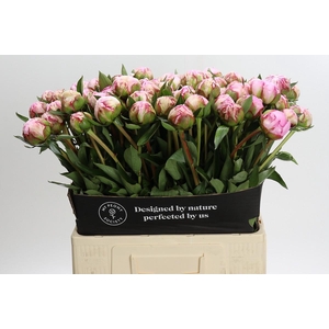 Paeonia Sarah Bernhardt