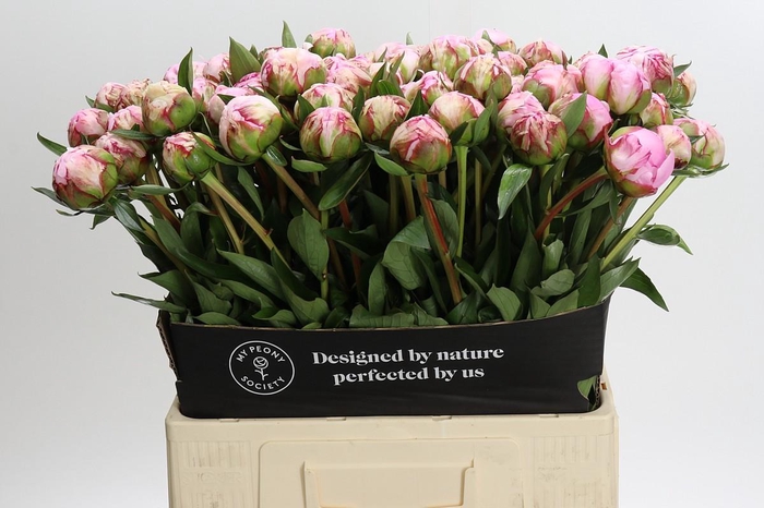 <h4>Paeonia Sarah Bernhardt</h4>
