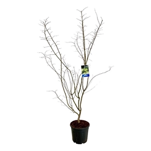 Acer Arctic Jade ®