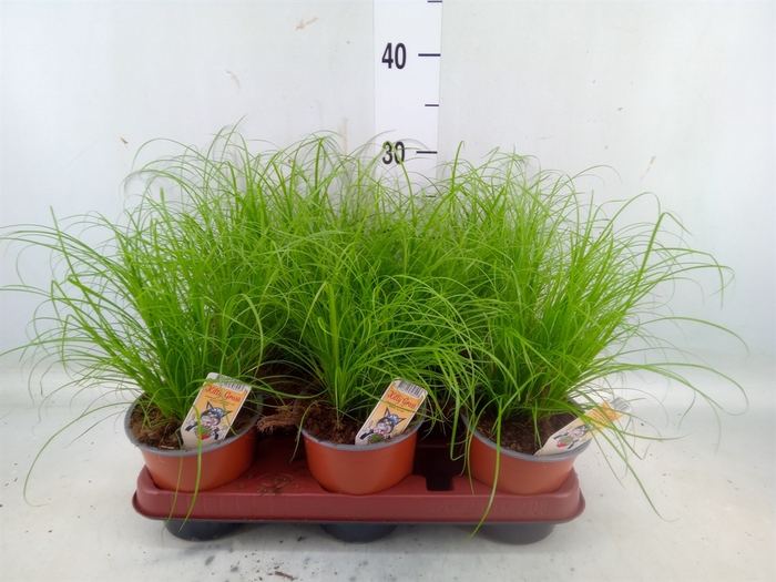 <h4>Cyperus alternifolius 'Zumula'</h4>