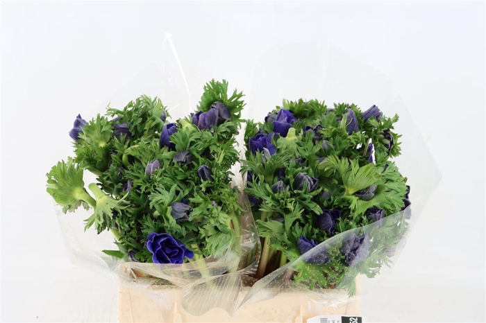 <h4>Anem Marianne Blue</h4>