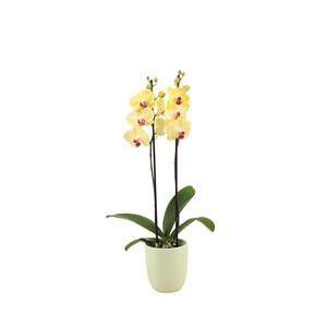 Hugo Green Light Phal Geel 2T14+
