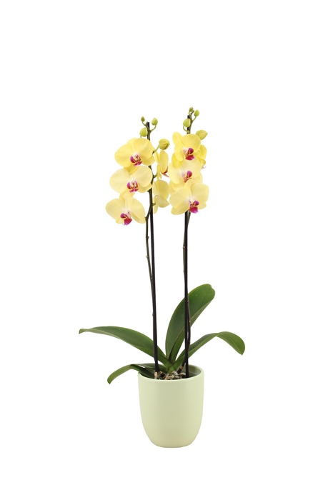 <h4>Hugo Green Light Phal Geel 2T14+</h4>