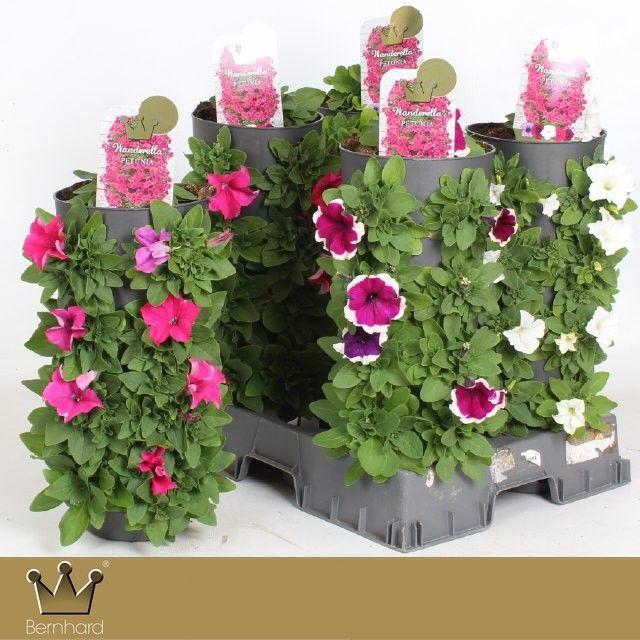 <h4>Petunia Wanderella - Mixcc</h4>