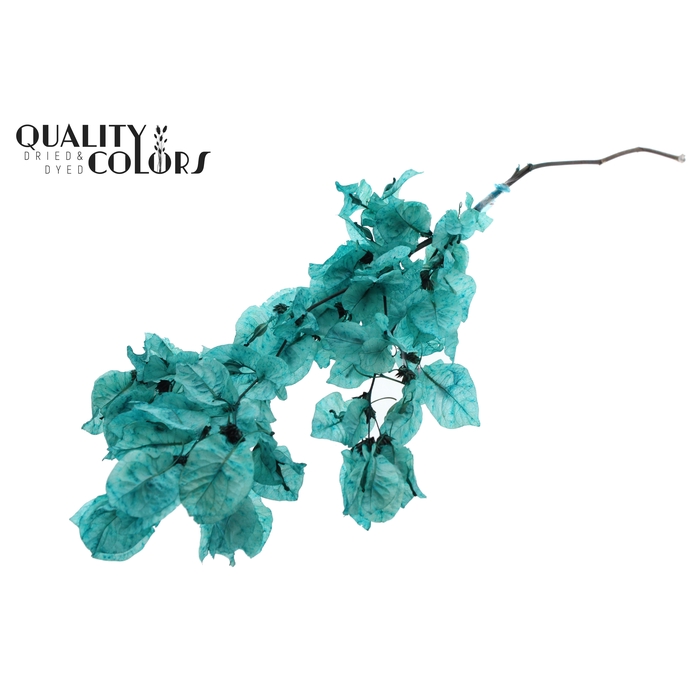 <h4>Bougainvillea p/bunch in poly Turquoise</h4>