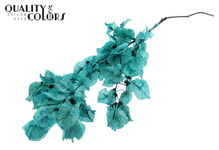 Bougainvillea p/bunch in poly Turquoise