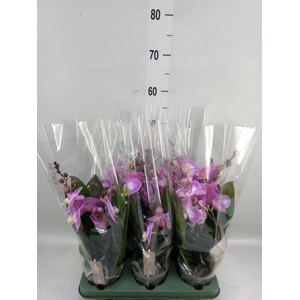 Phalaenopsis 'Spirit Pink'