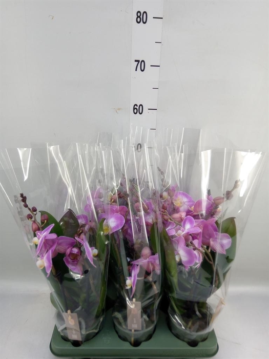 <h4>Phalaenopsis  'Spirit Pink'</h4>