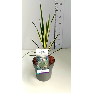 Yucca filamentosa 'Bright Edge' C5