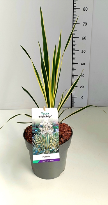 <h4>Yucca filamentosa 'Bright Edge' C5</h4>