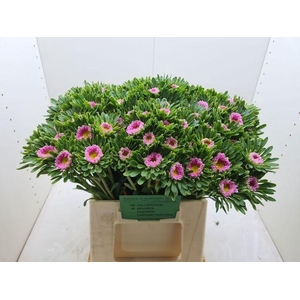 Callis Mats Pink