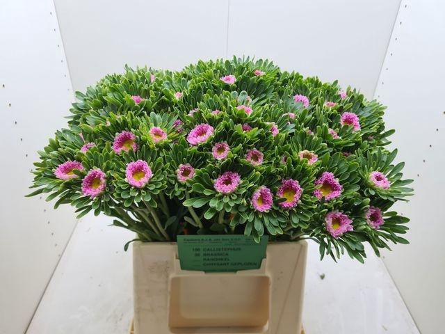 <h4>Callis Mats Pink</h4>