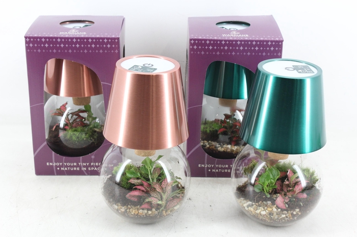 <h4>arr3 WR - Terrarium cosmolight x4</h4>