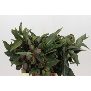 Kaaps Groen Euc. Bell Gum
