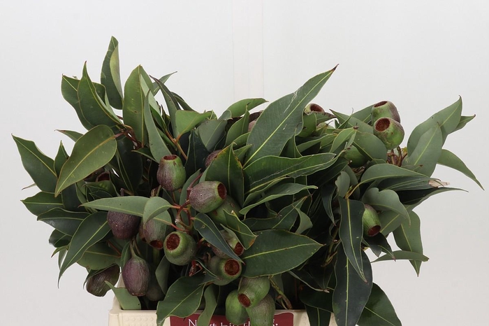 <h4>Kaaps Groen Euc. Bell Gum</h4>