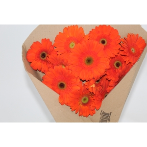 GERBERA TERRA ORANGE < 050 CM < 10 CM DIAM