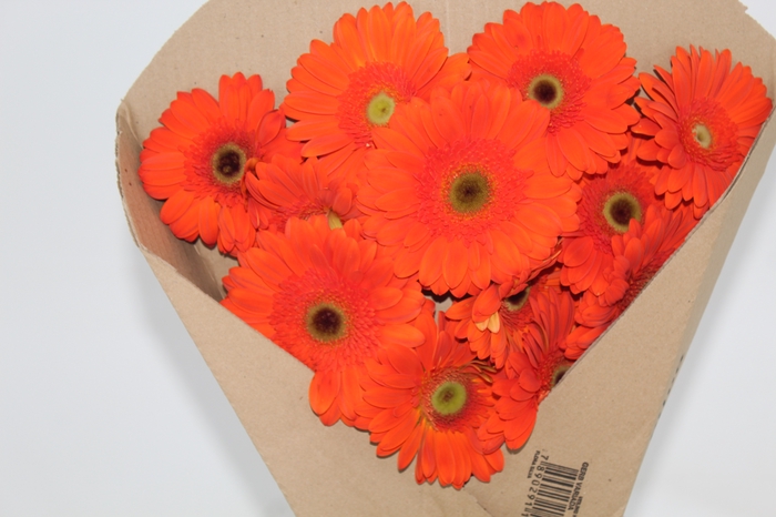 GERBERA TERRA ORANGE < 050 CM < 10 CM DIAM