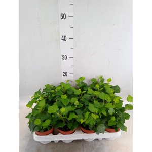 Hedera helix 'Wonder'