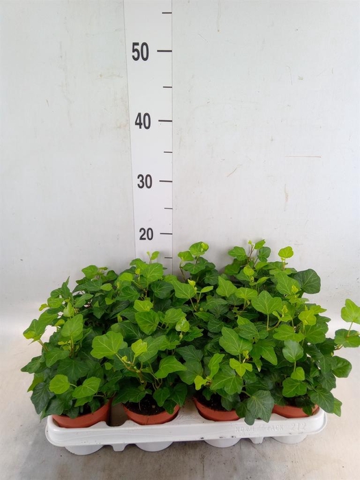 <h4>Hedera helix 'Wonder'</h4>