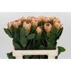 Protea Grandicolor
