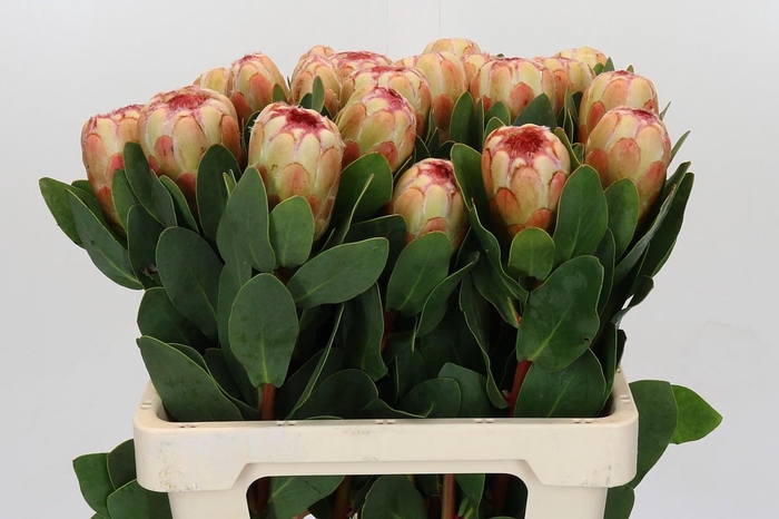 <h4>Protea Grandicolor</h4>