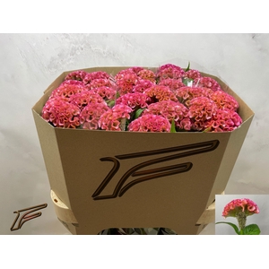 CEL C PINK DELIGHT