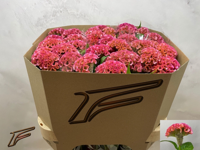 <h4>CEL C PINK DELIGHT</h4>