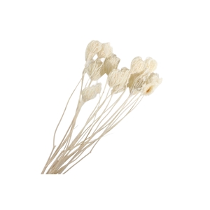 Ammi Majus White Bleached