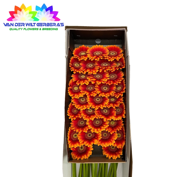 <h4>Germini Juanita Doos</h4>