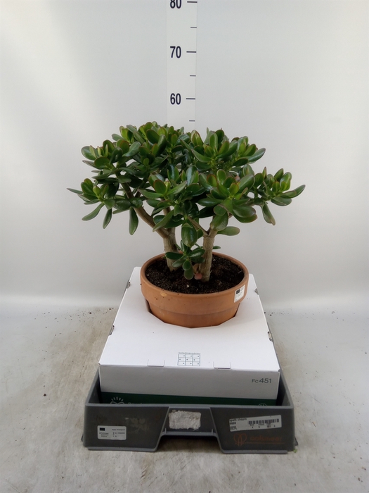 <h4>Crassula ovata</h4>