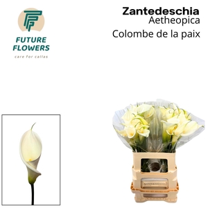 Zant Ae Colombe Paix