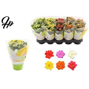 Kalanchoë 12 cm 5 color mix in Couture Easter sleeve