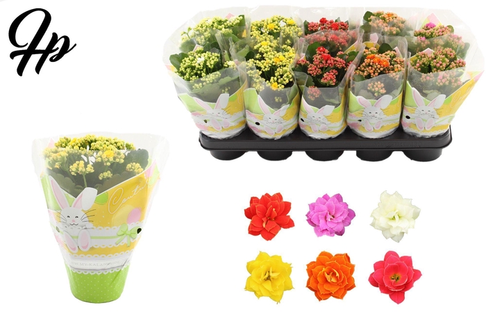 <h4>Kalanchoë 12 cm 5 color mix in Couture Easter sleeve</h4>