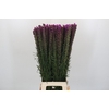 Liatris Spicata