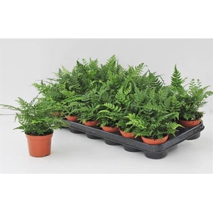 Athyrium 8,5Ø 15cm