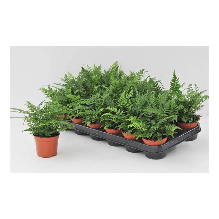 <h4>Athyrium 8,5Ø 15cm</h4>