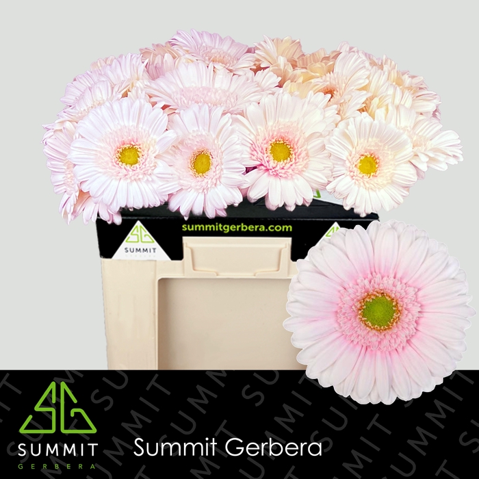 <h4>Gerbera Michelle Water</h4>