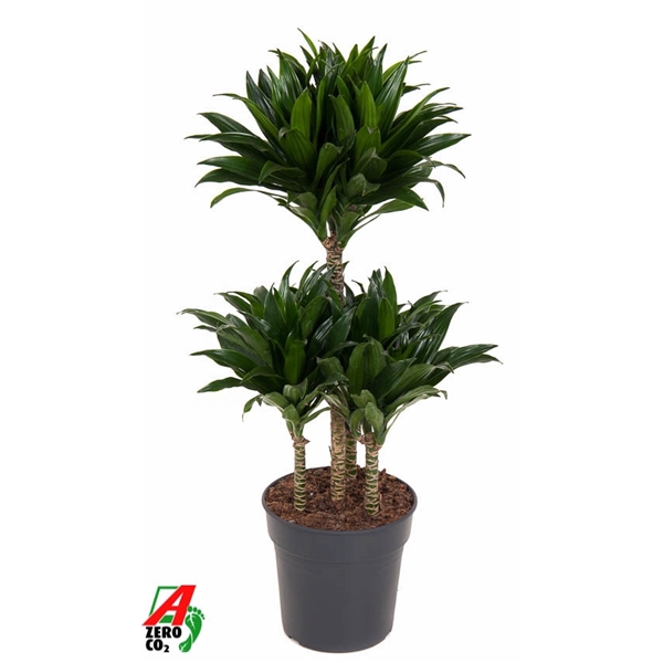 <h4>Dracaena Compacta 45-carrousel</h4>