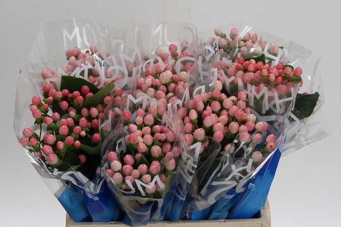 <h4>Hypericum Coco Casino</h4>