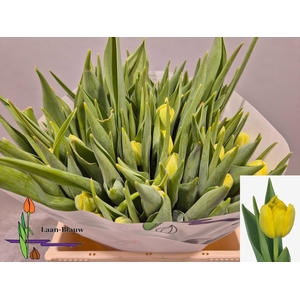 TU DU DOUBLE TROUBLE