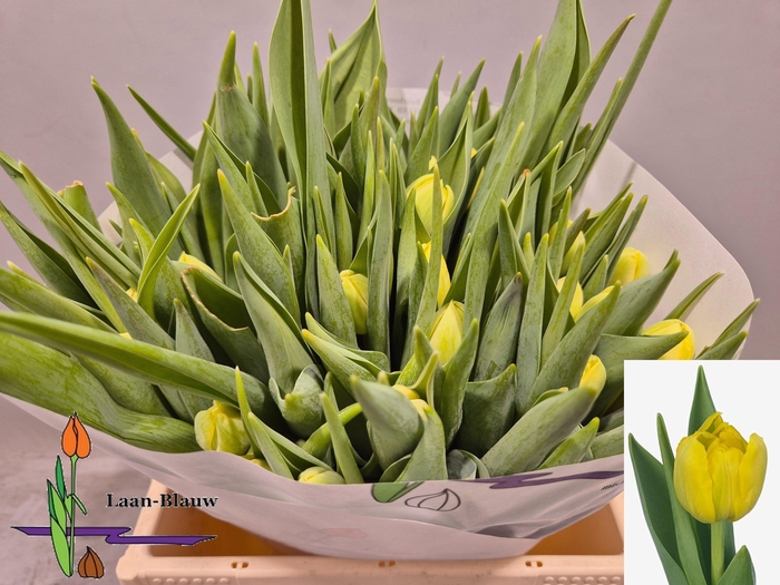 <h4>TU DU DOUBLE TROUBLE</h4>