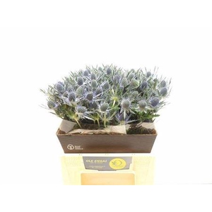 Eryn Mag Blue Lagoon