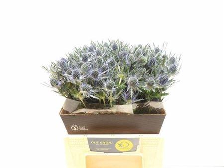 <h4>Eryngium Blue Lagoon 40cm</h4>