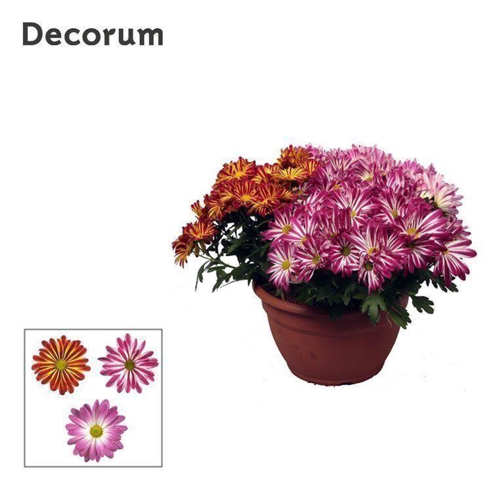 <h4>Chrysanne® Bicolor schaal Carnaval L</h4>