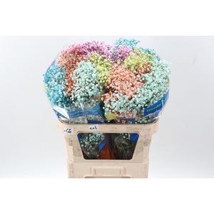 Gy Xlence Happy Pastel Mix  Tinted 40gr