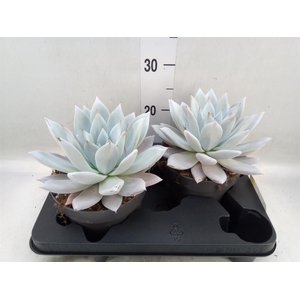 Echeveria  'Mexican Giant'