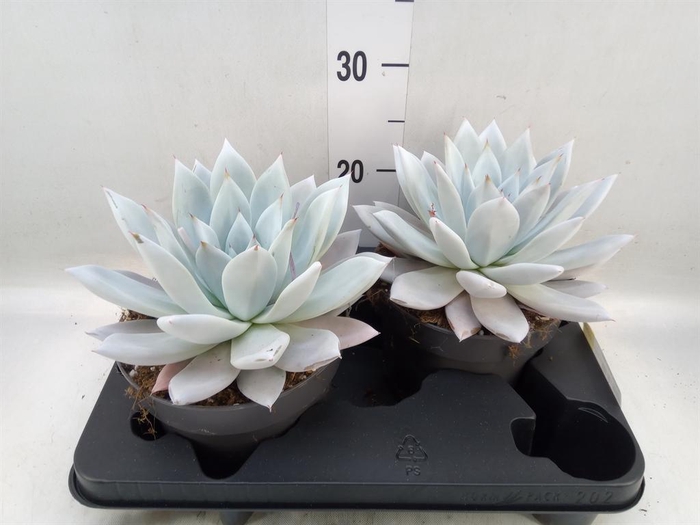 <h4>Echeveria  'Mexican Giant'</h4>