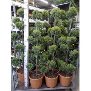 xCupressocyparis ley.   ...