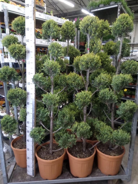 <h4>xCupressocyparis ley.   ...</h4>